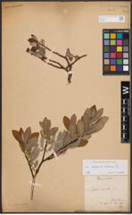 Foto von Salix caprea L. x Salix silesiaca Willd.